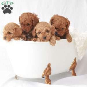 Maverick, Toy Poodle Puppy